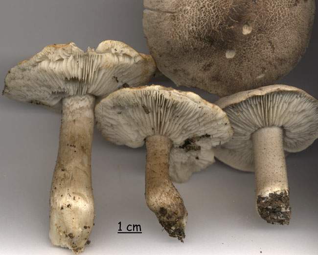 Tricholoma squarrulosum