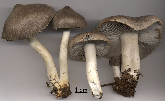 Tricholoma terreum