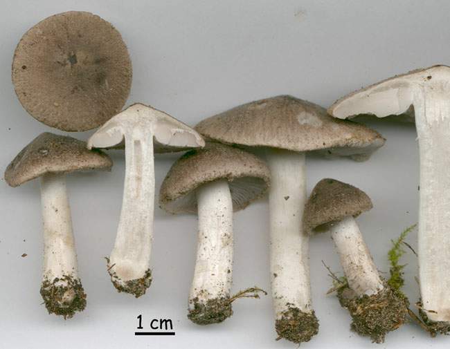 Tricholoma terreum