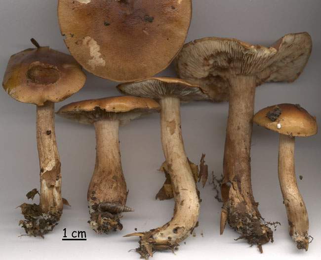 Tricholoma ustale