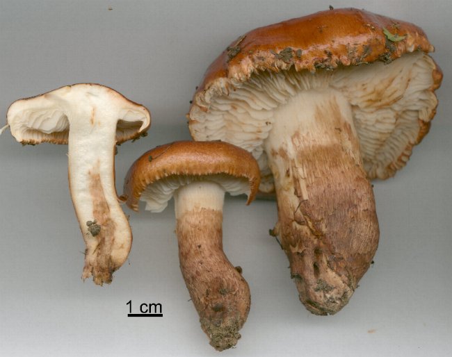 Tricholoma ustaloides