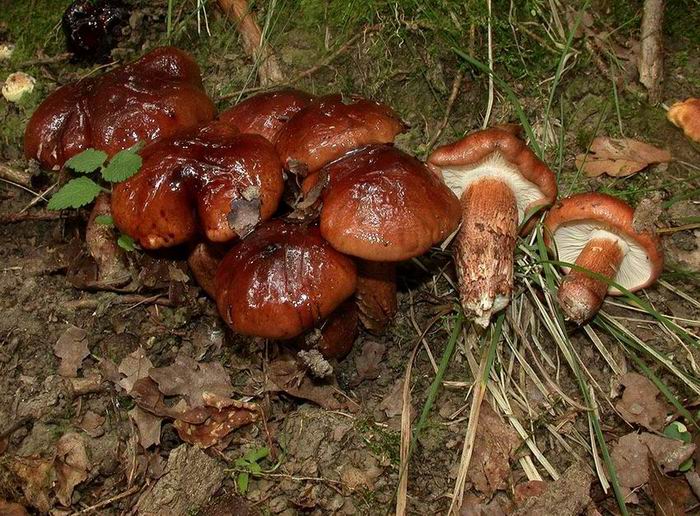 Tricholoma ustaloides