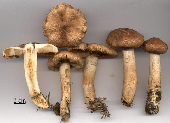 Tricholoma vaccinum