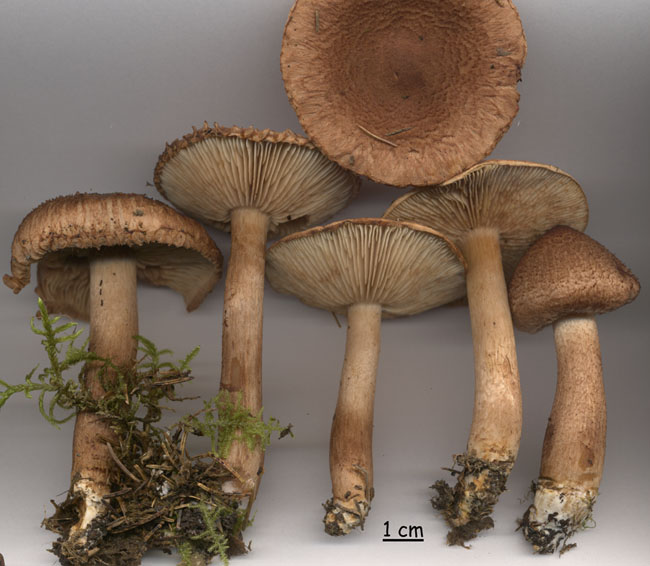 Tricholoma vaccinum