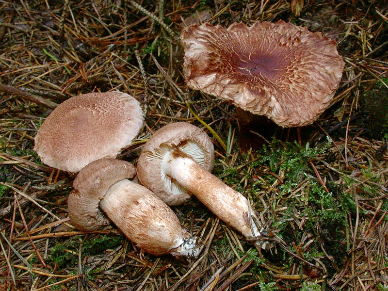 Tricholoma vaccinum