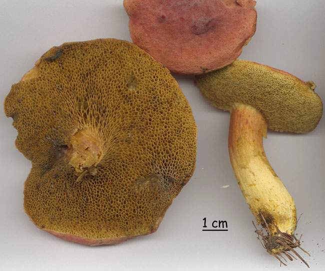 Xerocomus communis