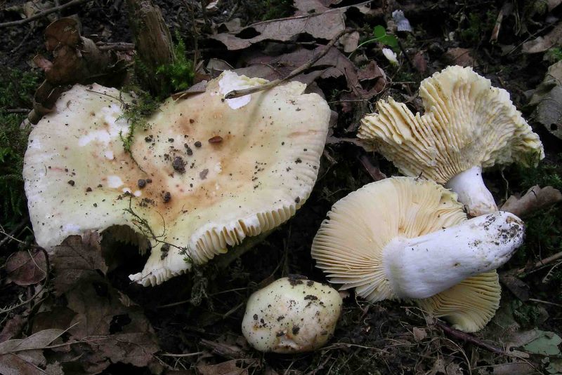 Russula carpini