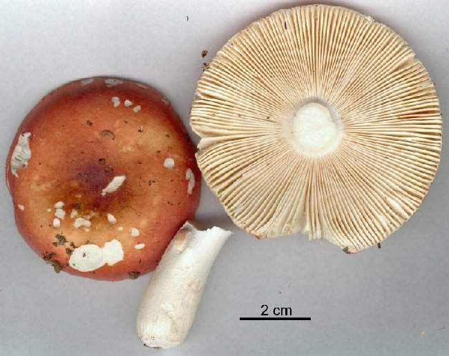 Russula pseudointegra