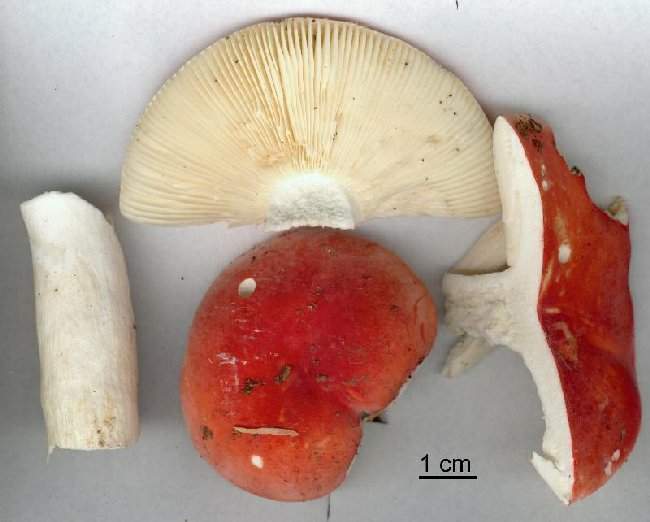 Russula rubra