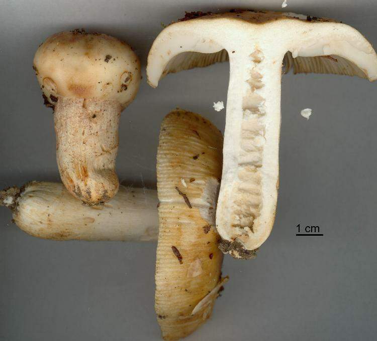 Russula foetens