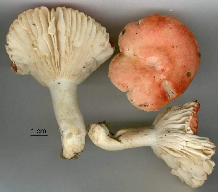 Russula luteotacta