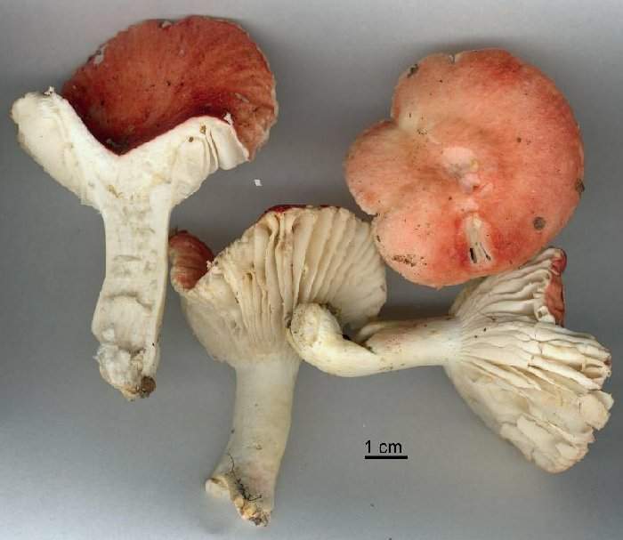 Russula luteotacta