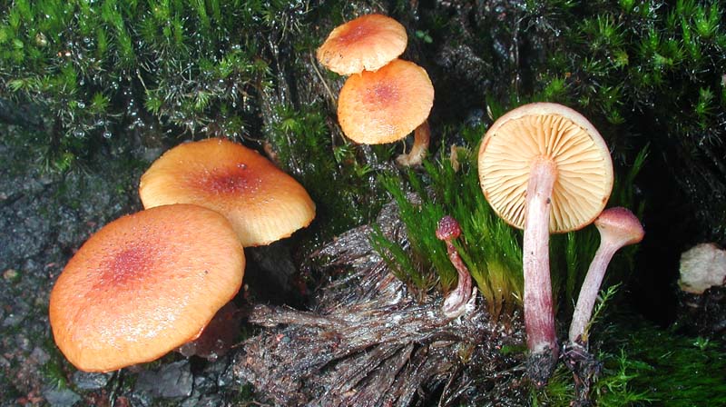 Mycologie par J.-J. Wuilbaut