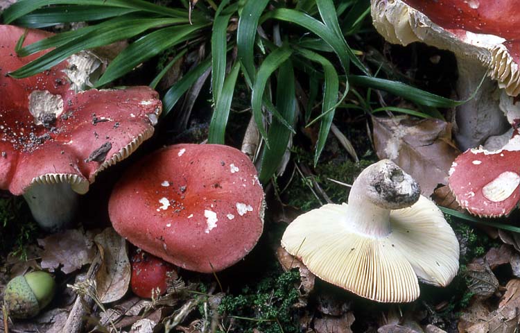 Russula tinctipes