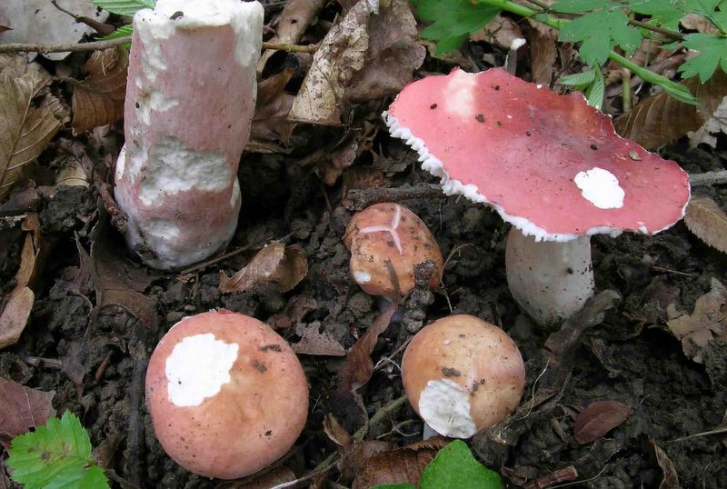 Russula zvarae