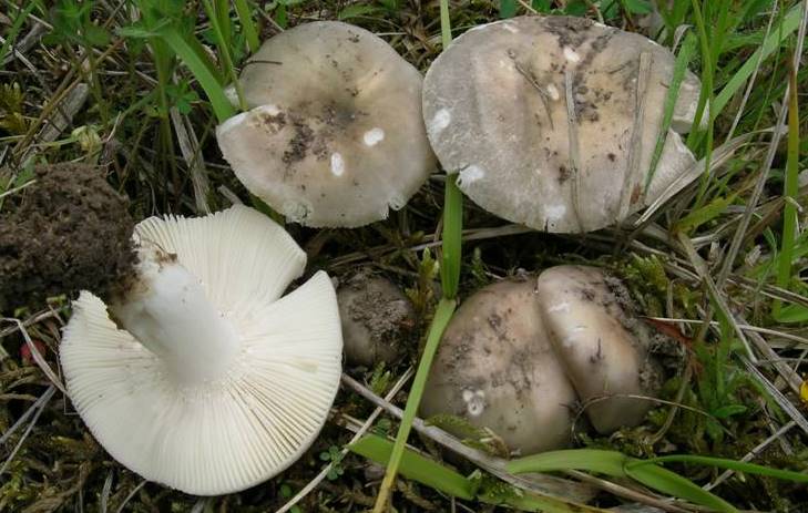 Russula anatina