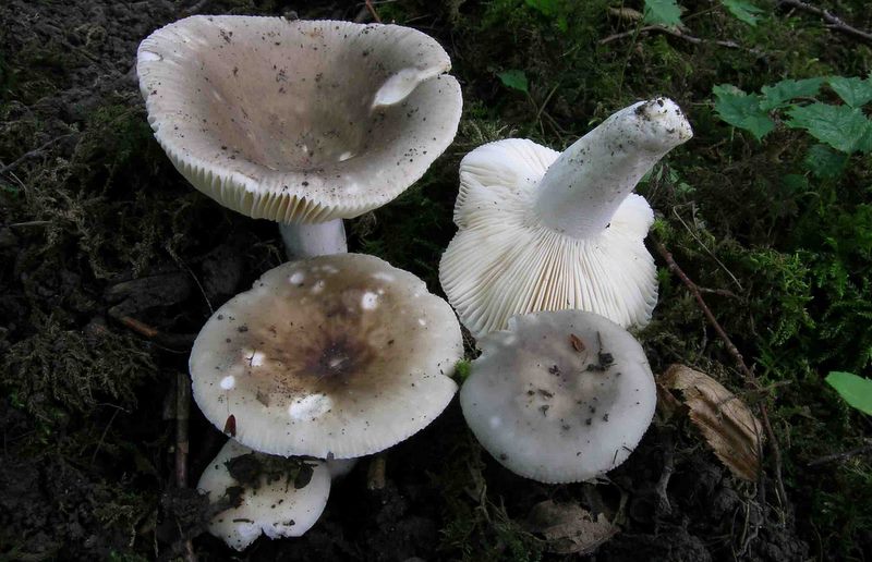 Russula anatina
