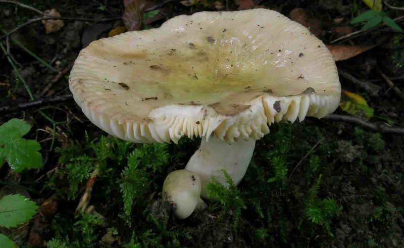 Russula carpini