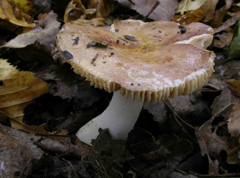 Russula carpini