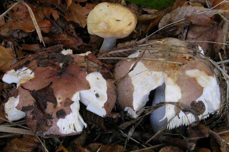 Russula carpini