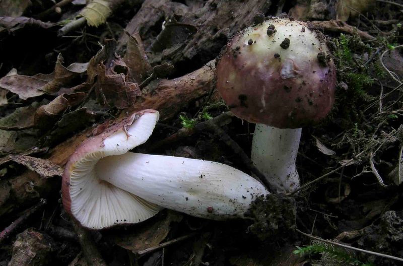 Russula carpini