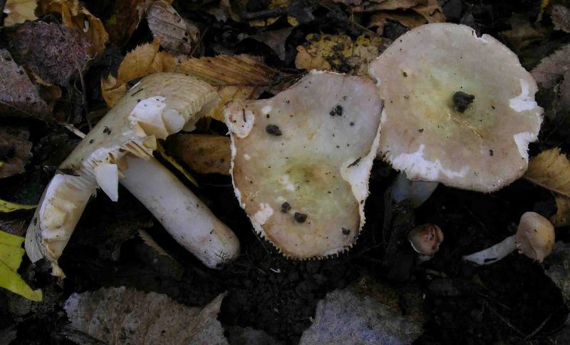 Russula carpini