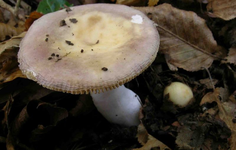 Russula carpini