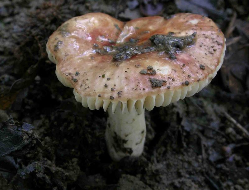 Russula convivialis (JM Trendel considre qu'il faut encore confirmer son statut par rapport  lilacinicolor et consorts)