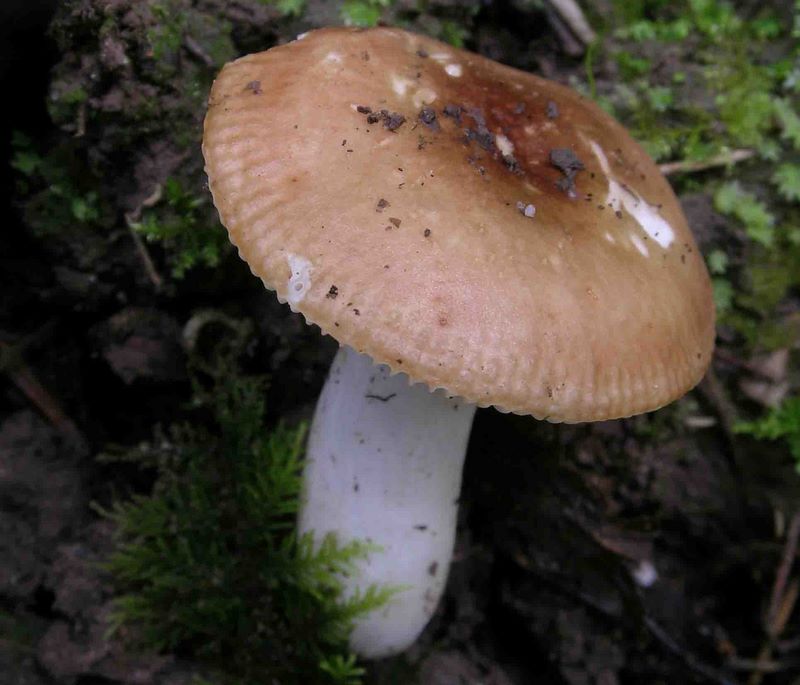 Russula convivialis (JM Trendel considre qu'il faut encore confirmer son statut par rapport  lilacinicolor et consorts)