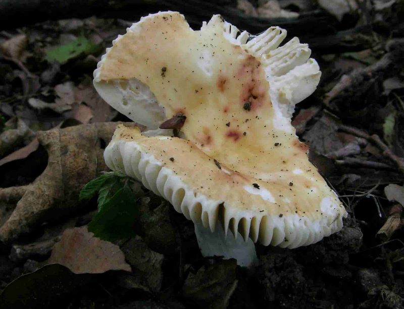 Russula convivialis