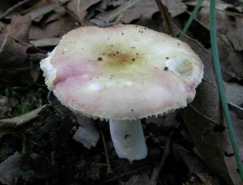 Russula convivialis (JM Trendel considre qu'il faut encore confirmer son statut par rapport  lilacinicolor et consorts)