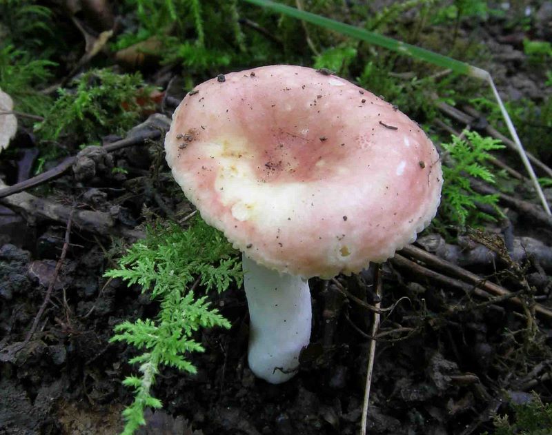 Russula convivialis