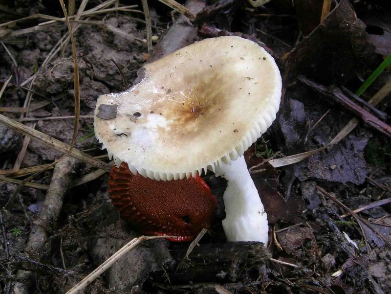 Russula convivialis (JM Trendel considre qu'il faut encore confirmer son statut par rapport  lilacinicolor et consorts)