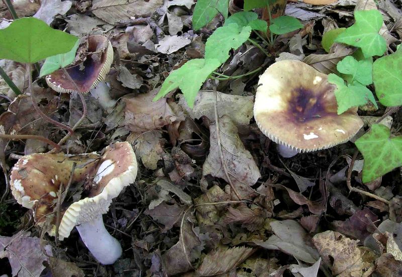 Russula convivialis (JM Trendel considre qu'il faut encore confirmer son statut par rapport  lilacinicolor et consorts)