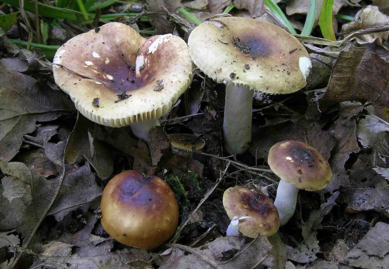 Russula convivialis (JM Trendel considre qu'il faut encore confirmer son statut par rapport  lilacinicolor et consorts)