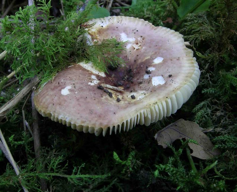 Russula convivialis