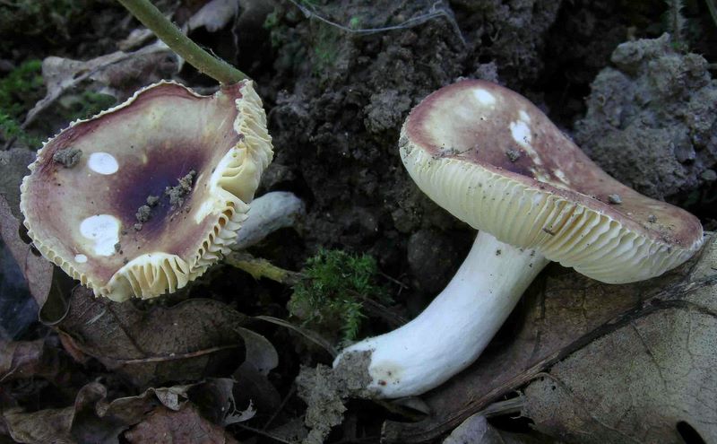 Russula convivialis