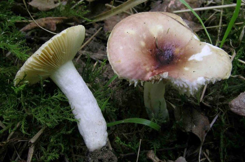 Russula convivialis