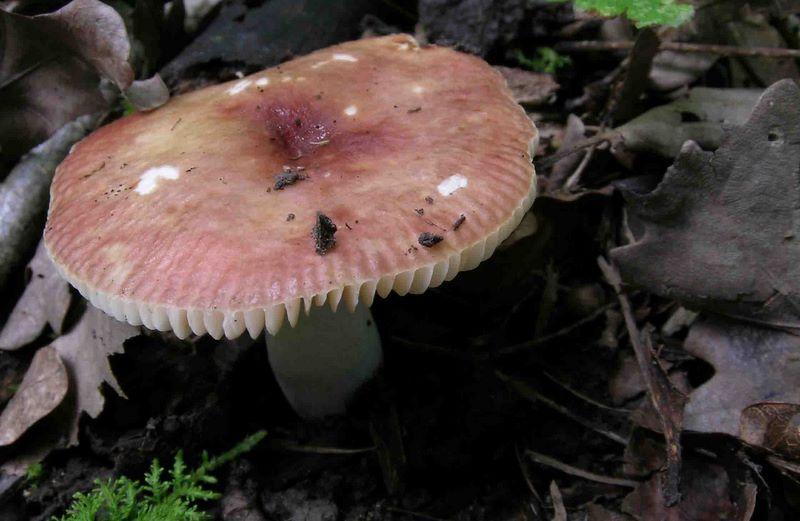 Russula convivialis