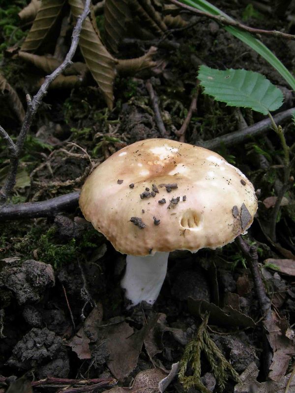 Russula convivialis