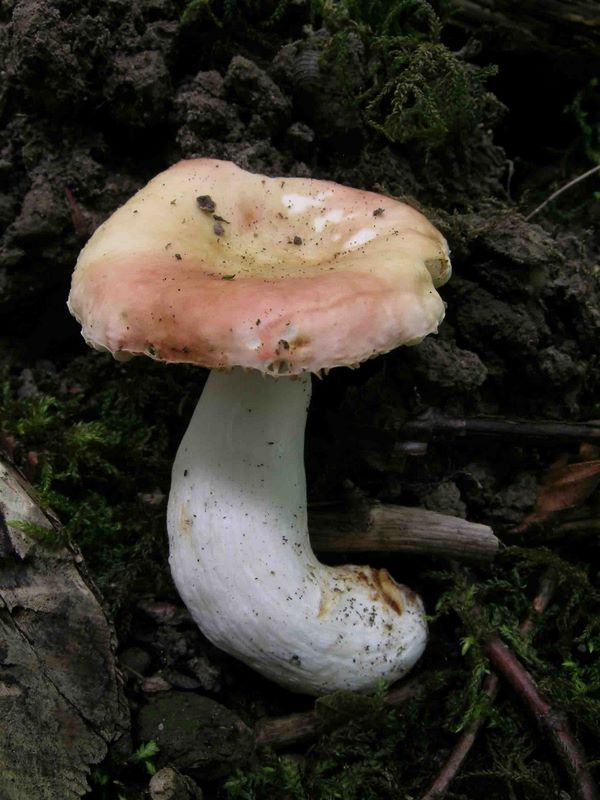 Russula convivialis