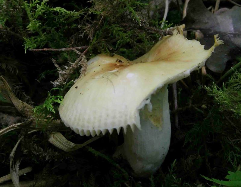 Russula convivialis