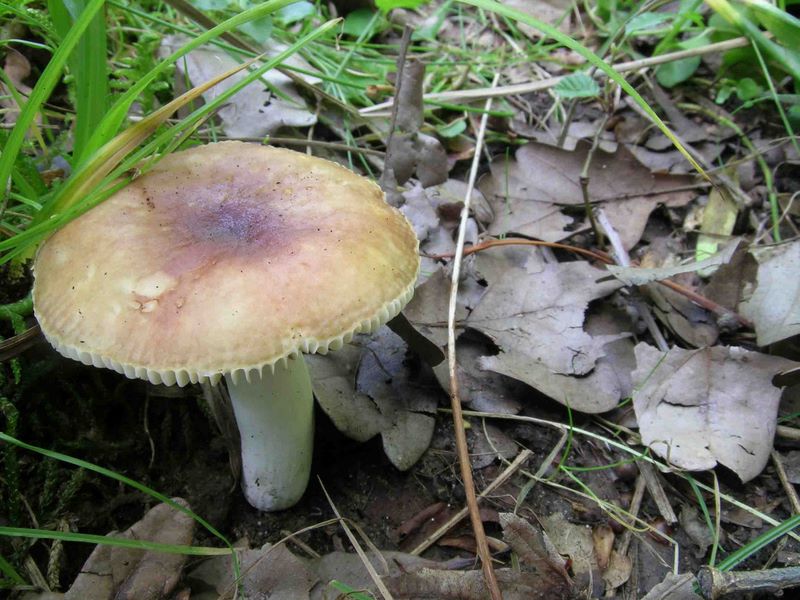 Russula convivialis