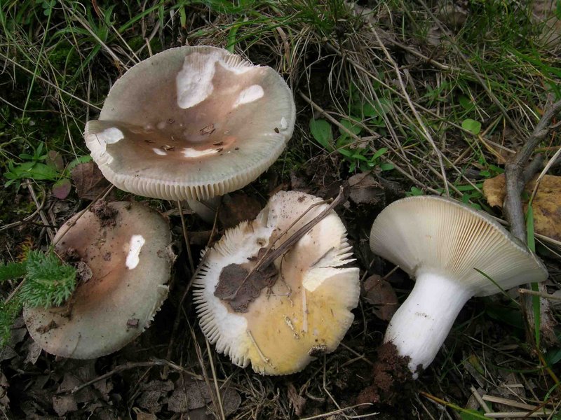 Russula medullata (JM Trendel)