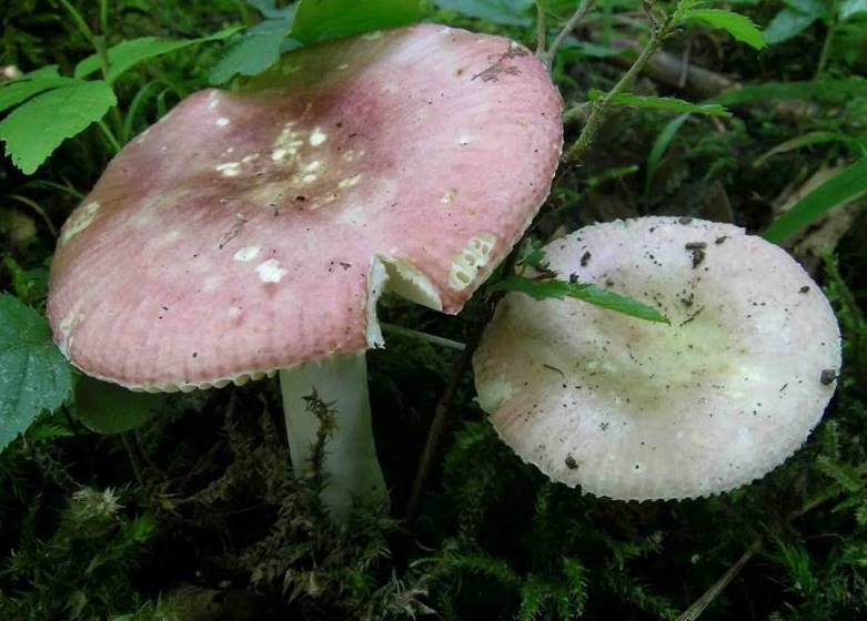 Russula versatilis