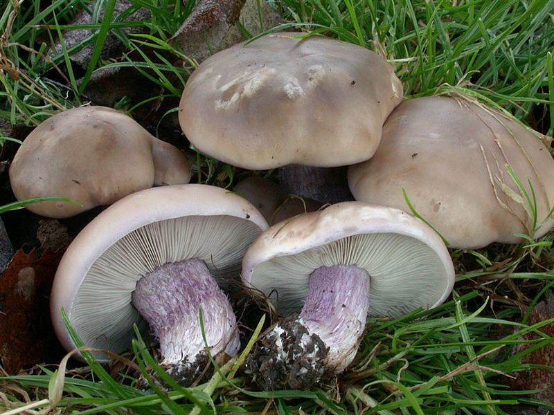 Синяя ножка гриб где растет фото и описание