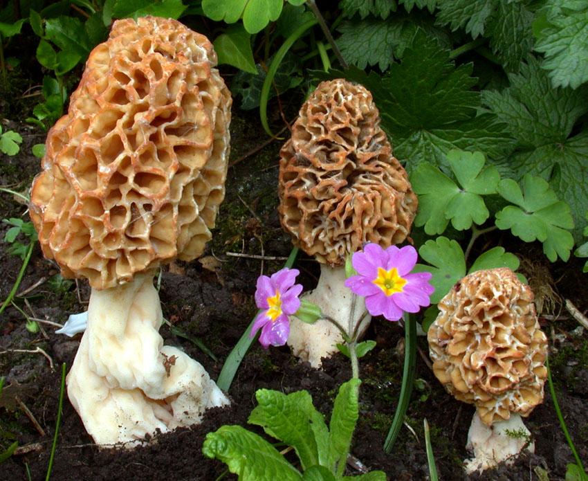 Morchella rotunda
